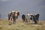 Foto Pferde auf Island